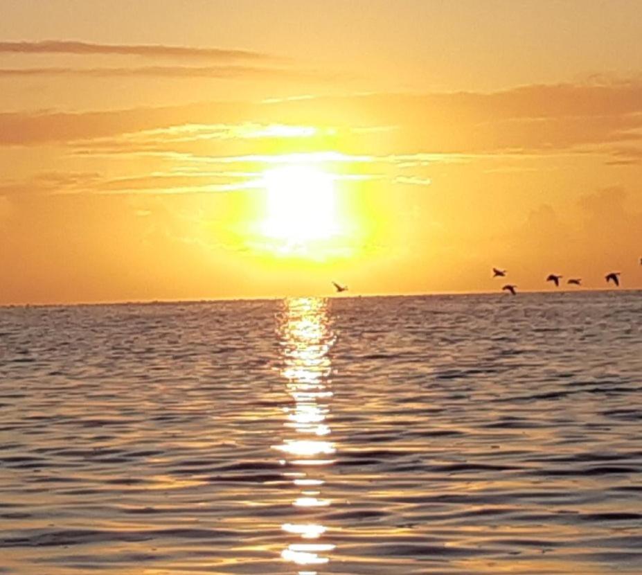 Waddenfestijn Villa Paesens Dış mekan fotoğraf
