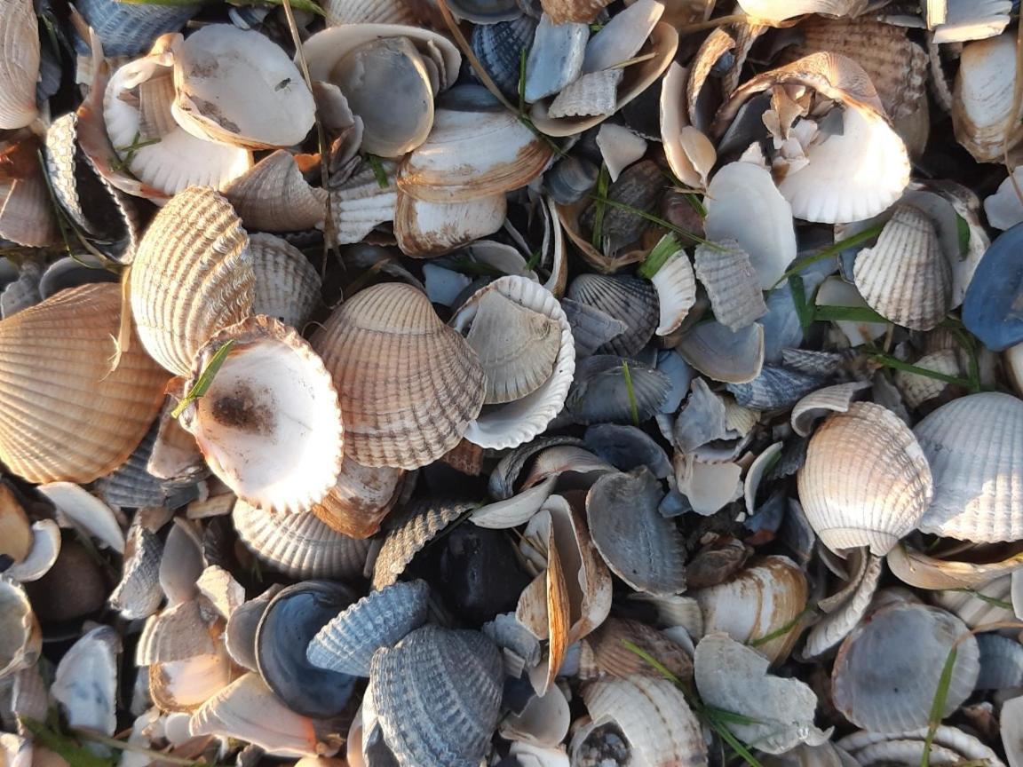 Waddenfestijn Villa Paesens Dış mekan fotoğraf